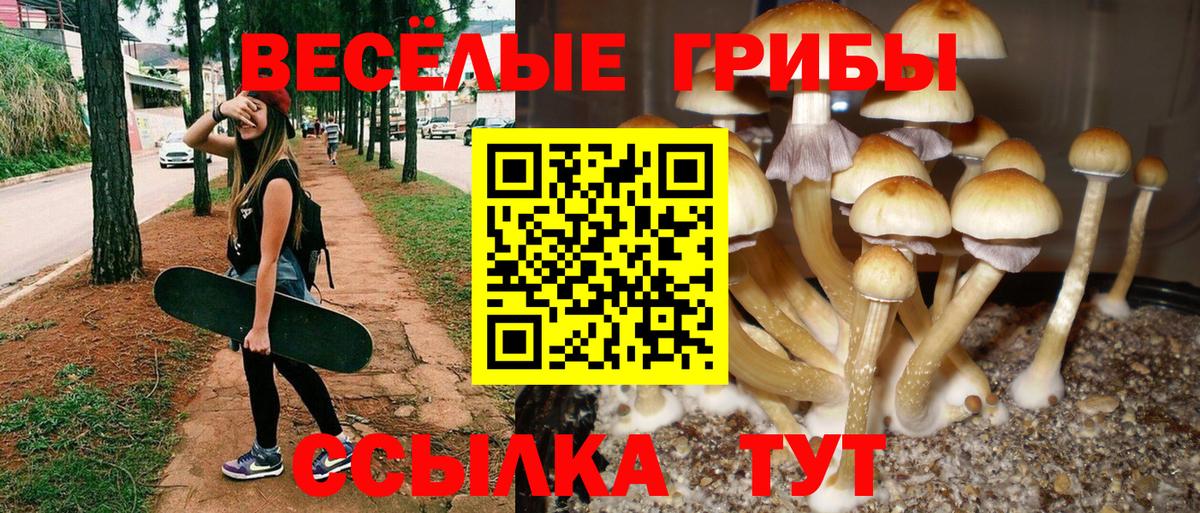 Галлюциногенные грибы прущие грибы  Вход с VPN  Богородск  Псилоцибиновые грибы Psilocybe 